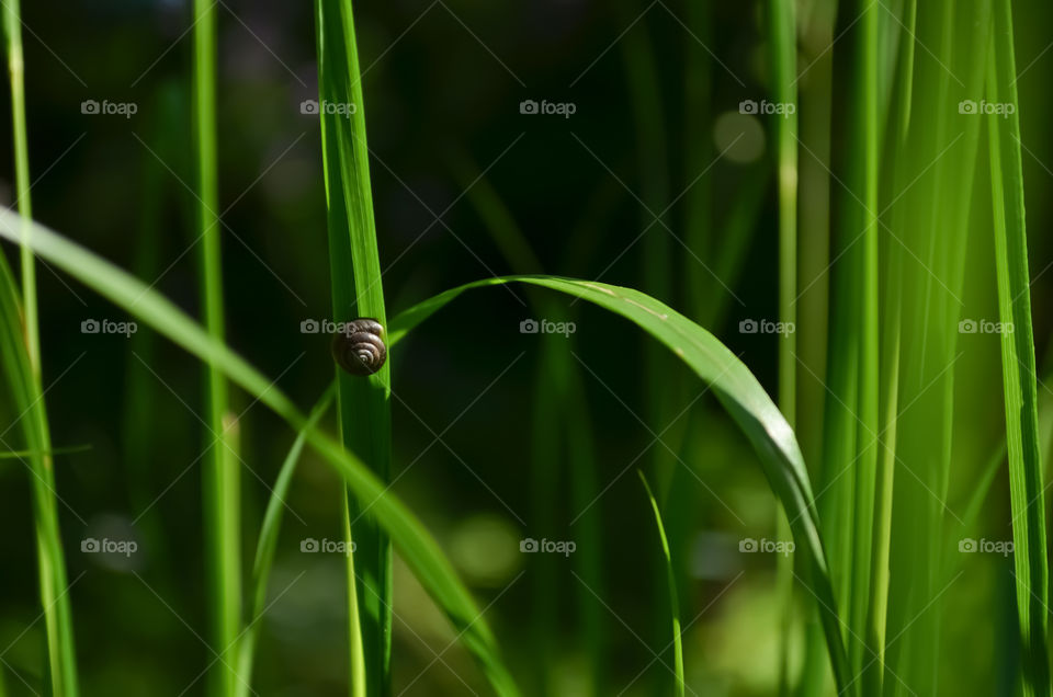 Small shell on the green grass