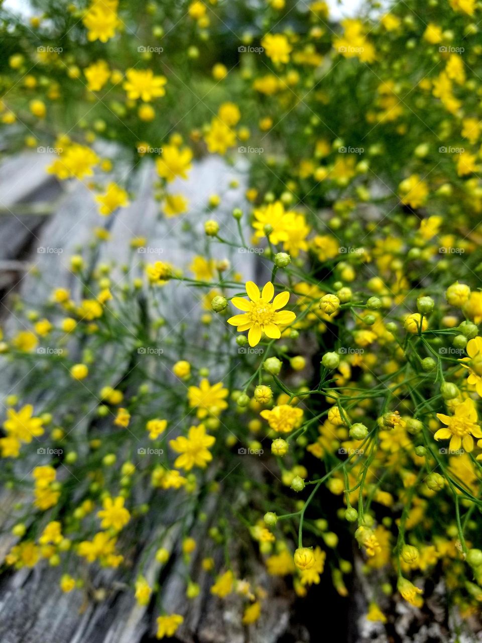 Little Yellow Wildflowers growing up thru firewood