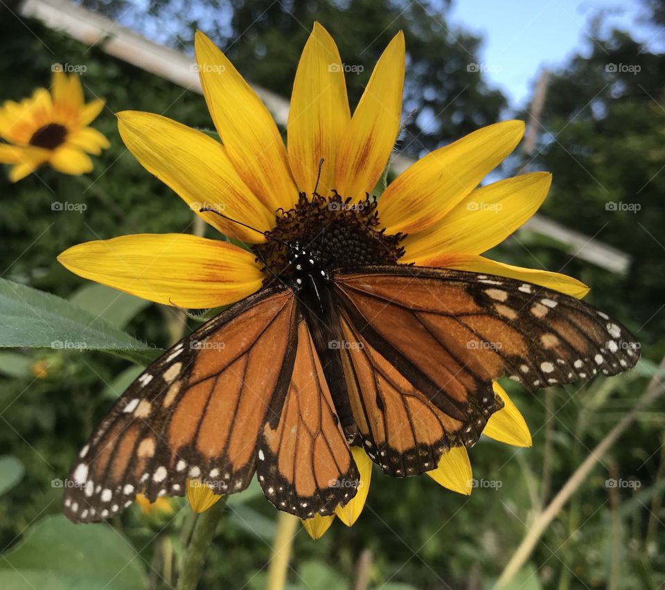 Monarch of the Sunflower. 
