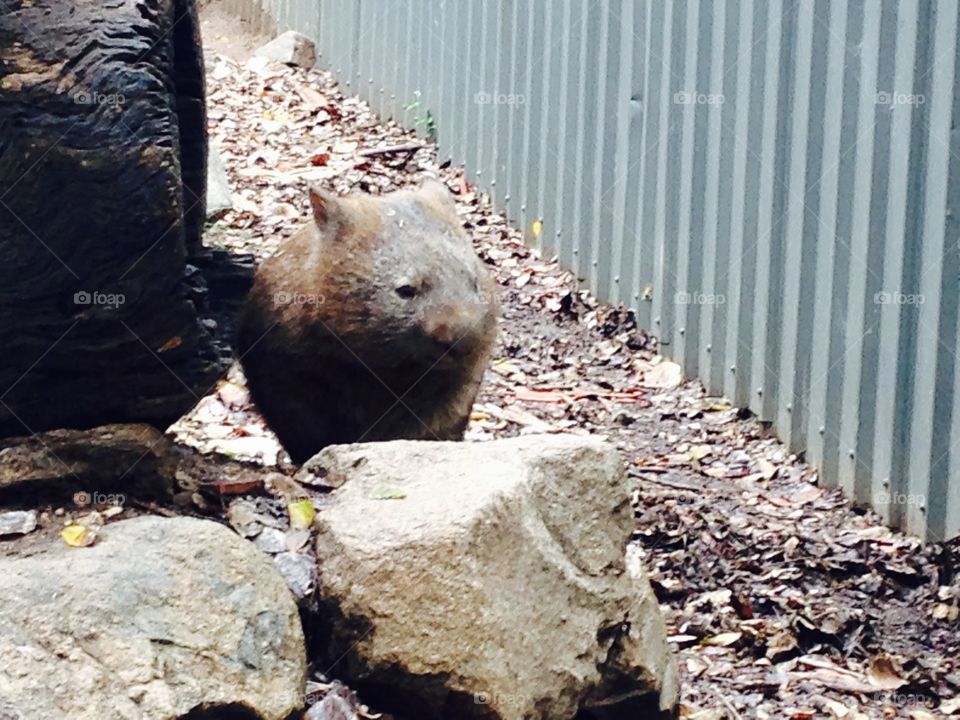 Wombat