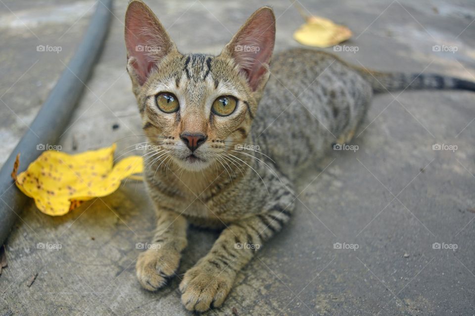 View of cat looking at camera