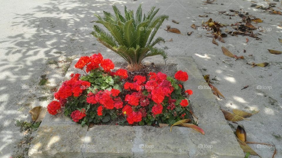 fiori rossi e palma nana