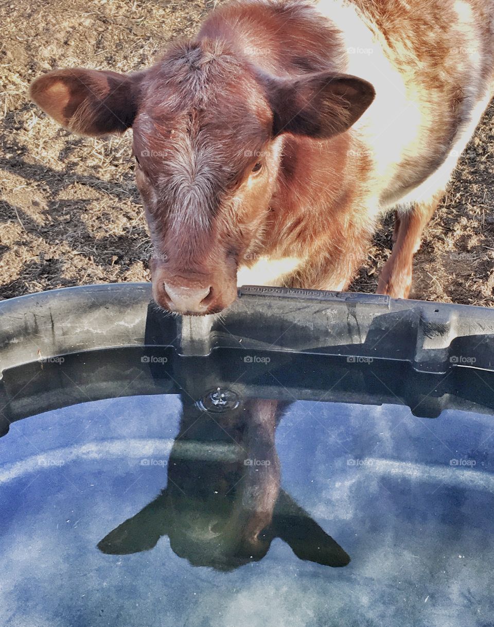 Shorthorn calf at the water trough. 