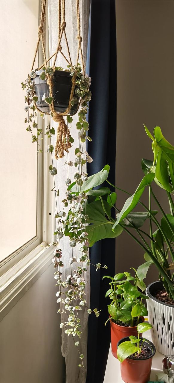 Indoor plants in front of a window