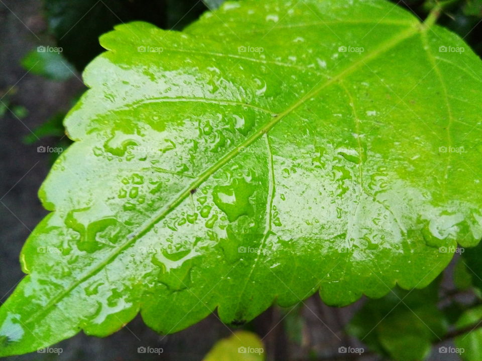 Raindrops on Leaf at Dawn