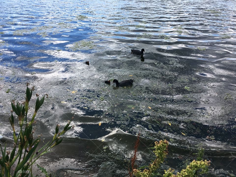 Birds with babies