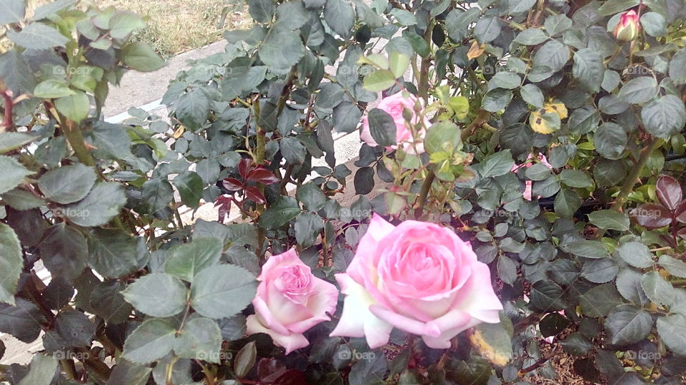 Beautiful pink Roses