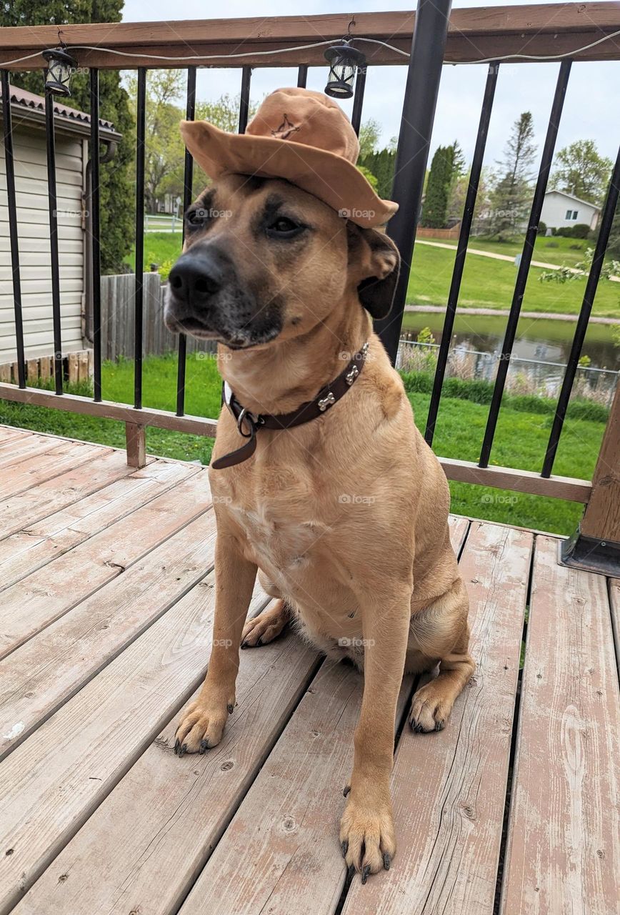Xena in a cowboy hat