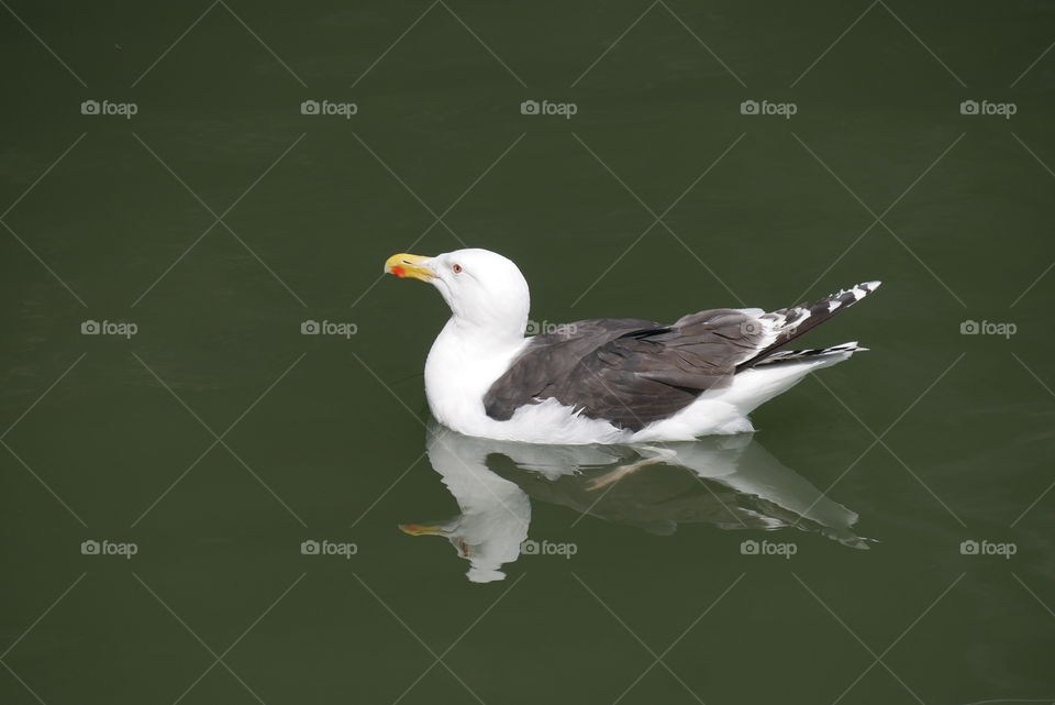 Seagull North Sea 