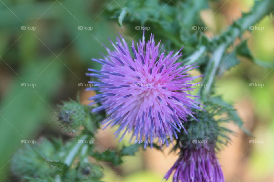 Purple flower, purple flower, bud, thorn, plant, weed, nature, green background, splash, фиолетовый цветок.