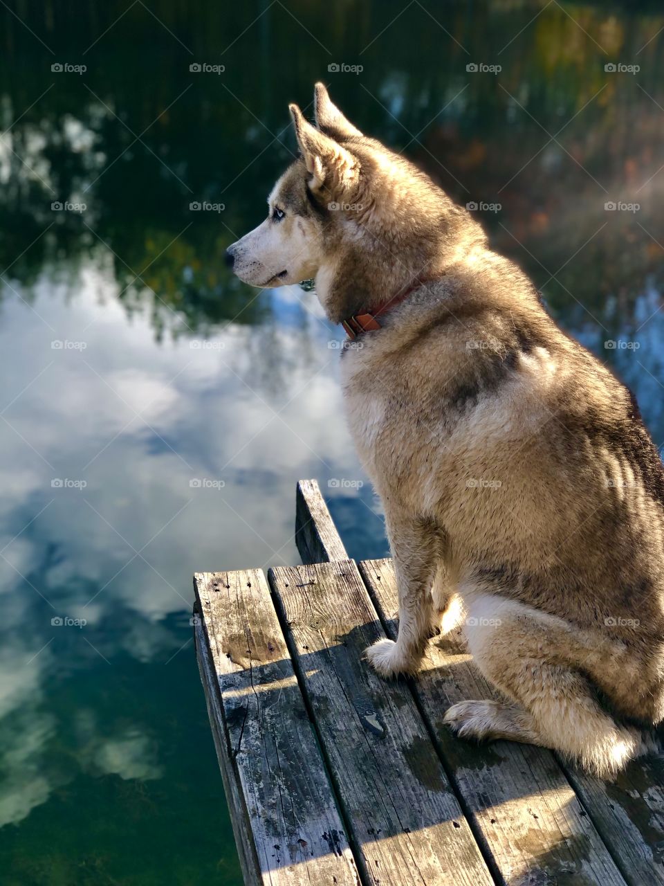 Beautiful husky dog sitting on wooden pier looking across lake in the mountain forest 