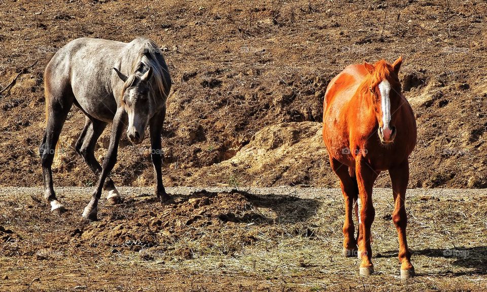 Wild horses in America