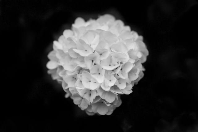 Snowball Blossom
