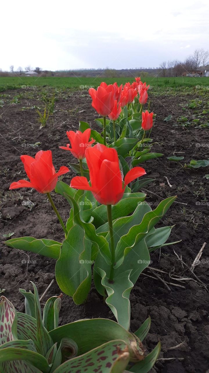 Tulips in the garden🌷🍀🌾🐞