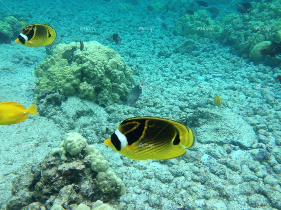 Yellow fish underwater in ocean 