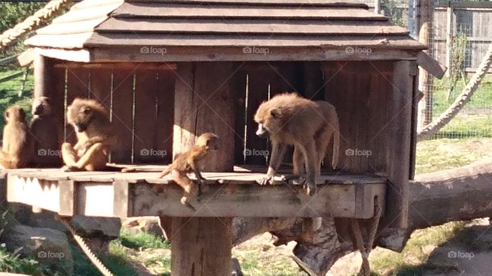 Mammal, Wood, Two, Family, Outdoors