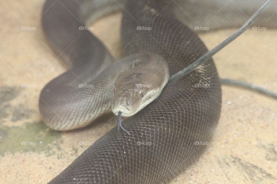 A long, large, slithering snake, flickering it’s tongue in and out, glaring with its snakey beady eyes.