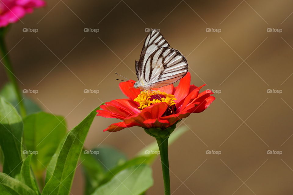 Butterfly with beautiful flowers