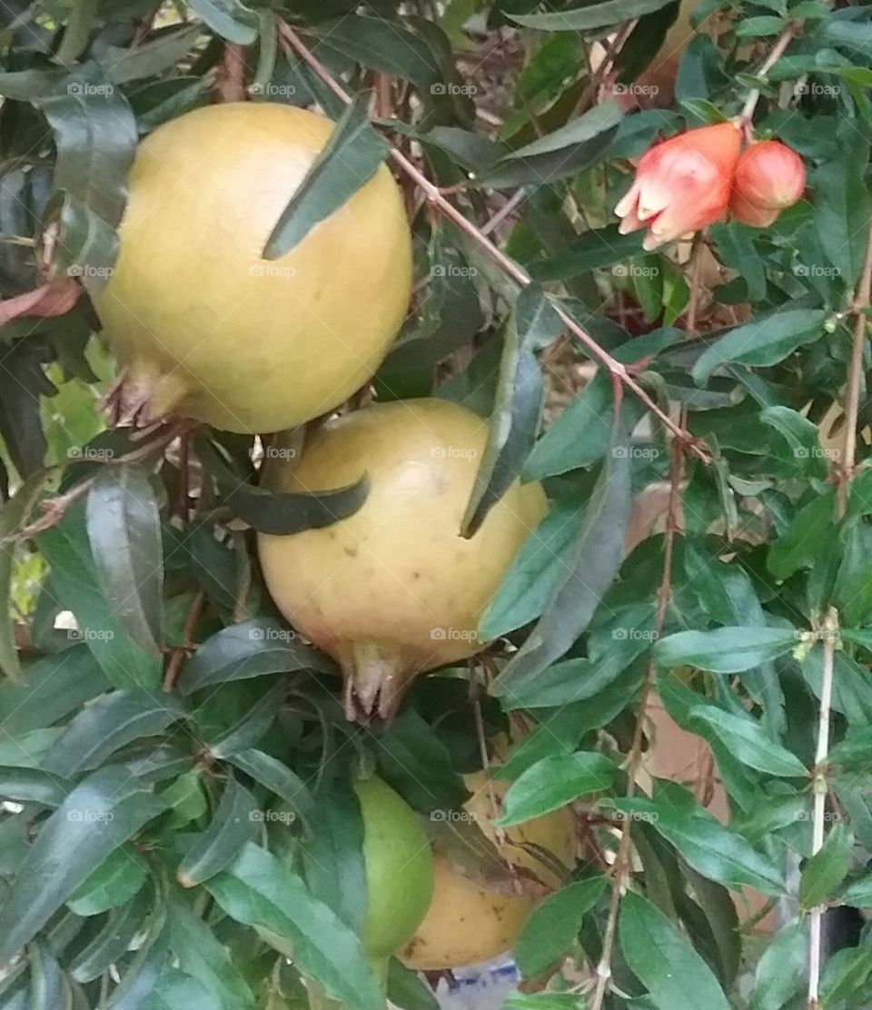 the pomegranate fruits at the fence.  ลูกทับทิมริมรั้ว