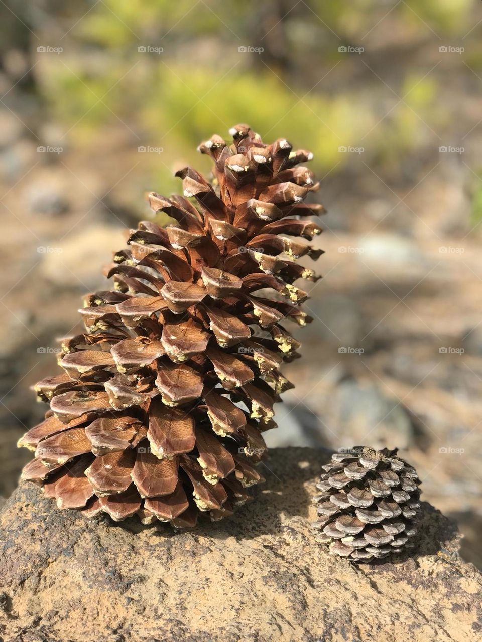 pine cones