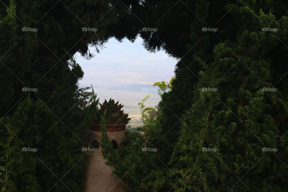 Maui through shrubs 