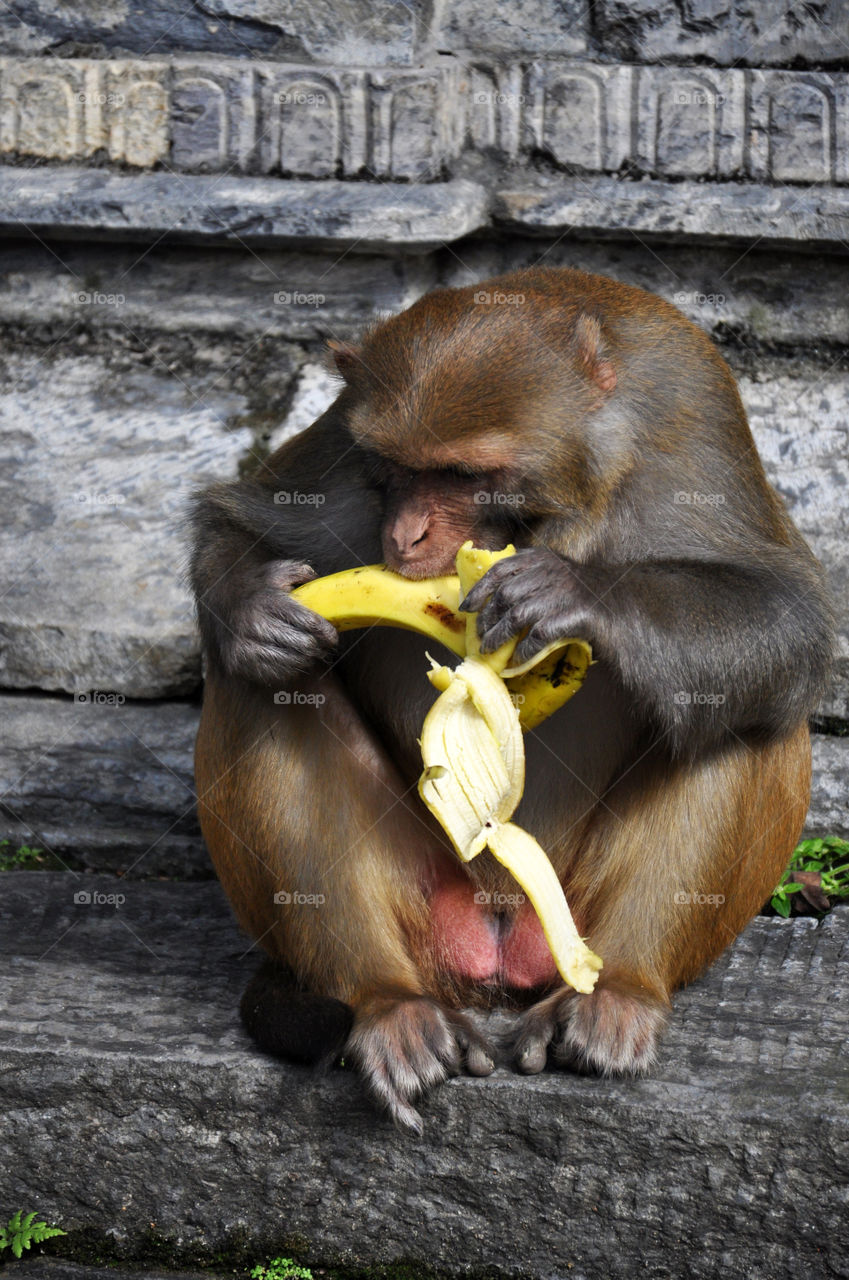 Monkey and banana