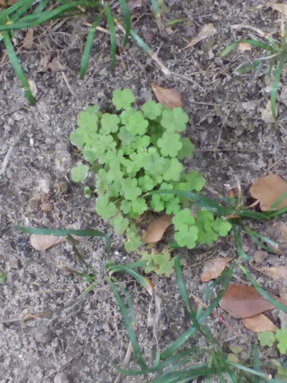 clovers in early spring