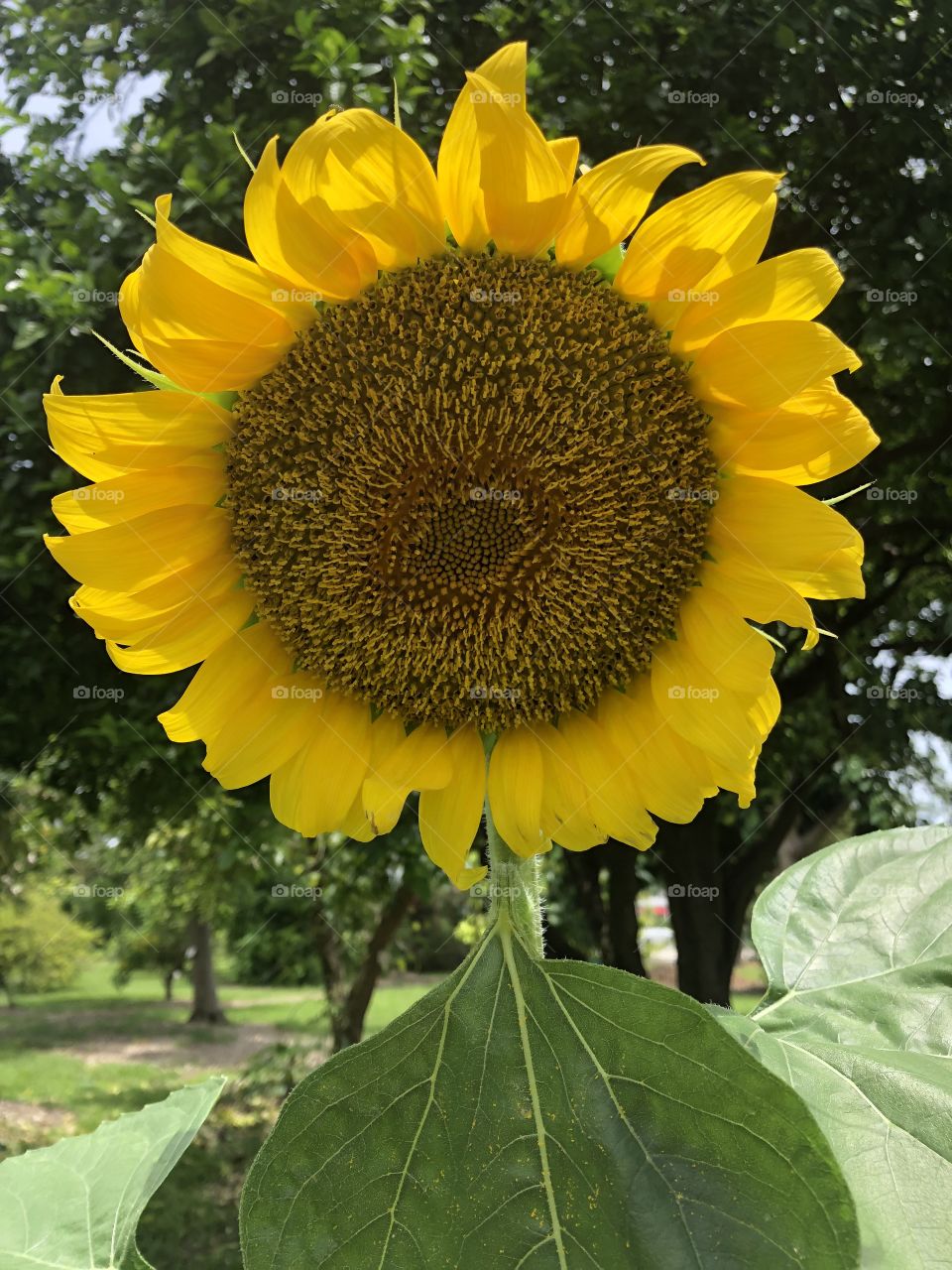 Sunflower summer 