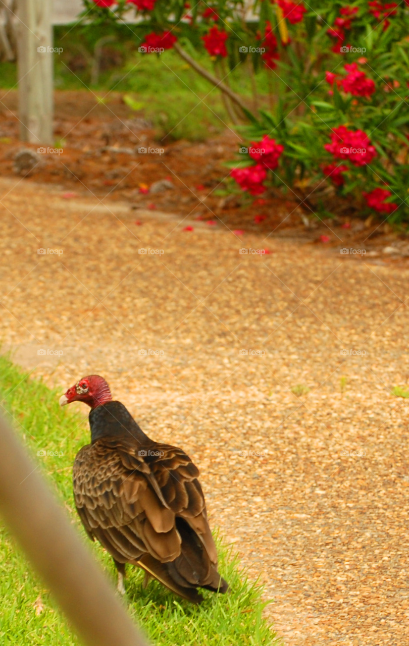 bird vulture by lightanddrawing
