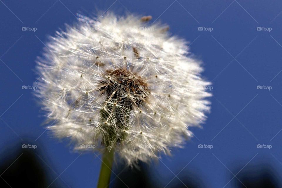 Dandelion