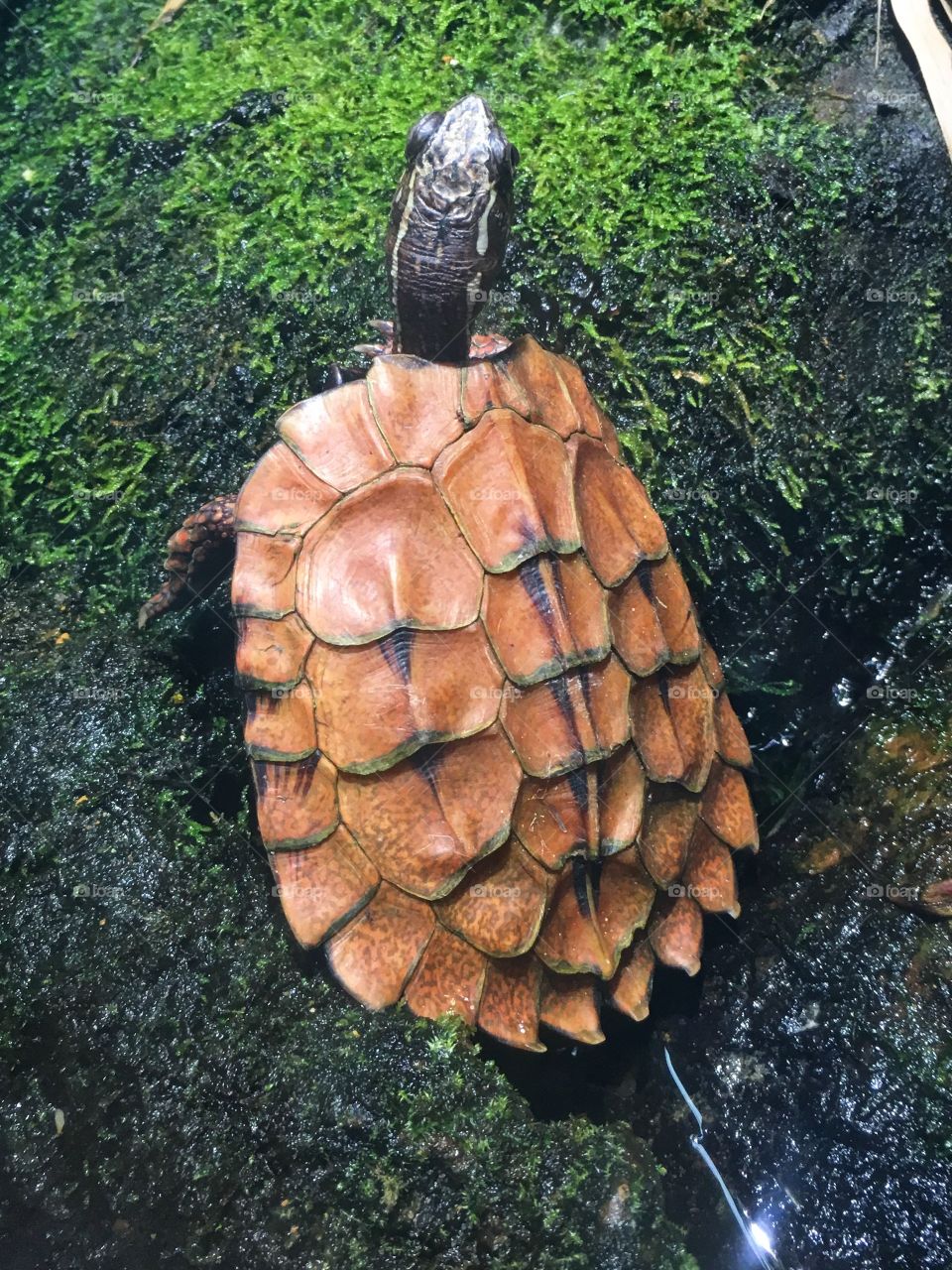 leaf turtle 