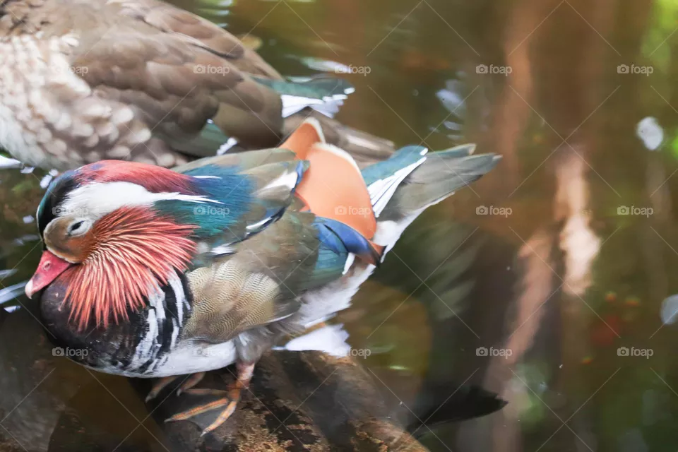 Mandarin duck