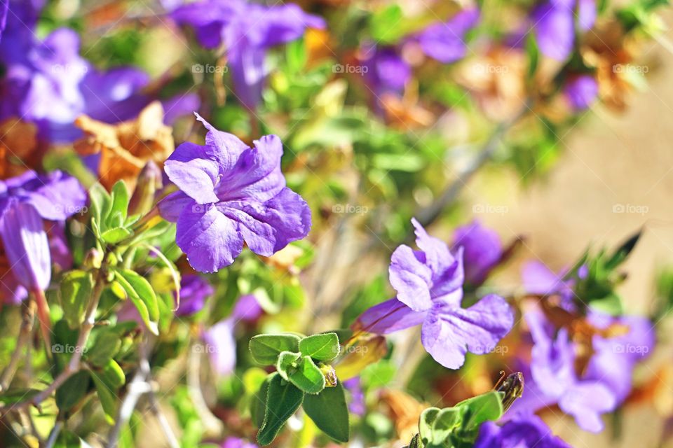 Spring flowers