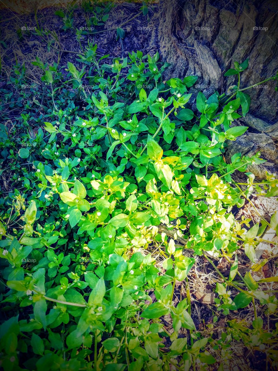 tiny flowers amongst a tree trunk