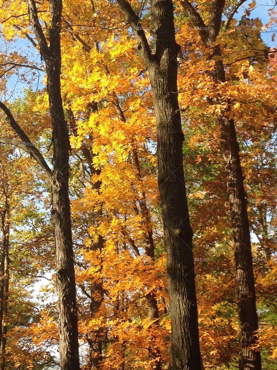 Golden leaves. Trees in the fall