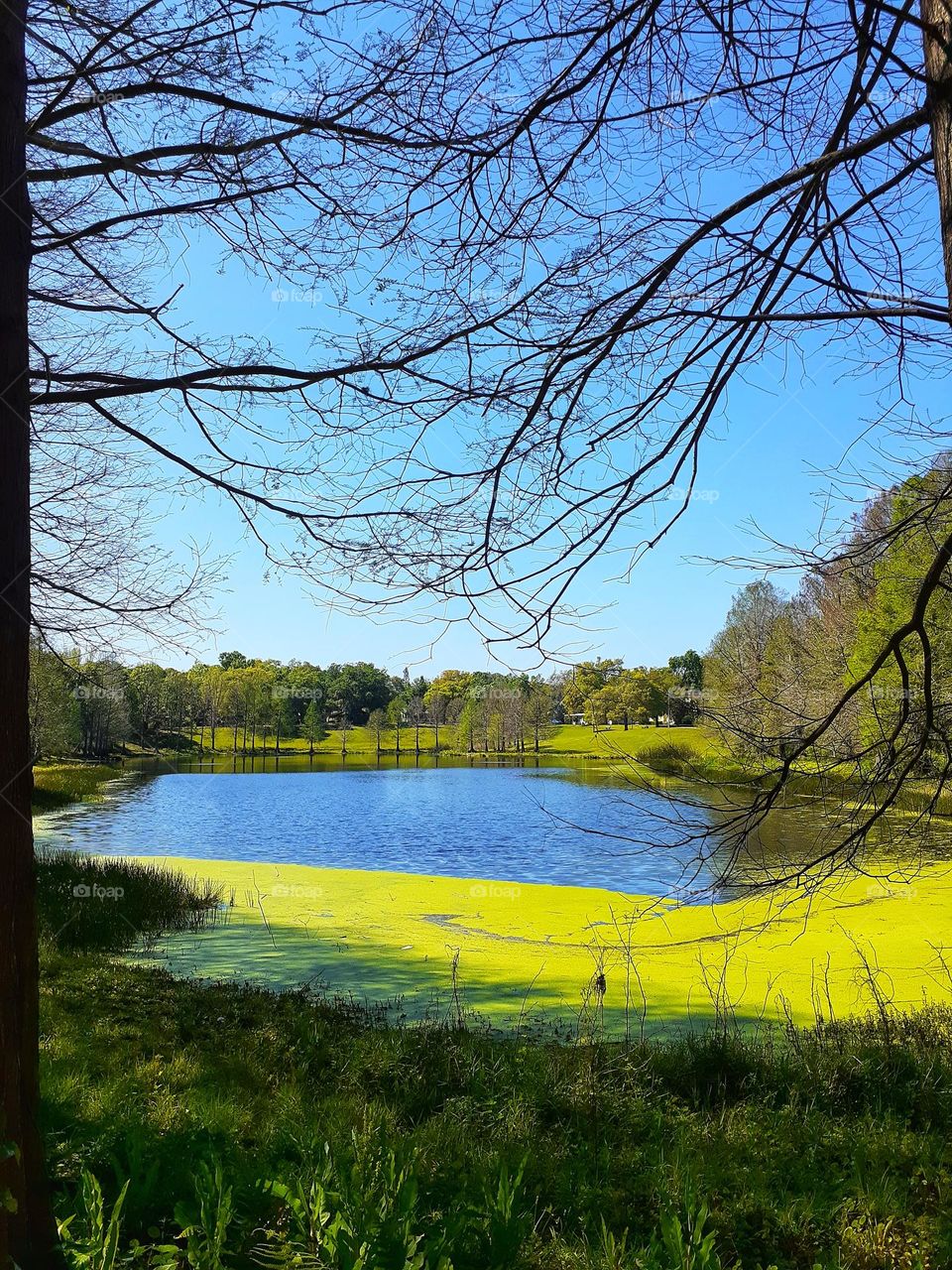 A beautiful landscape photo of a lake at Greenwood Urban Wetland in Orlando, Florida.