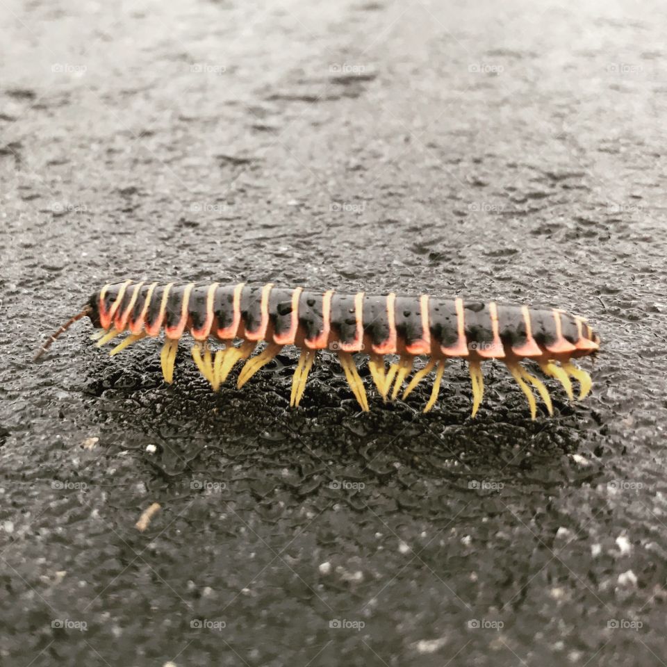 Millie the Millipede 