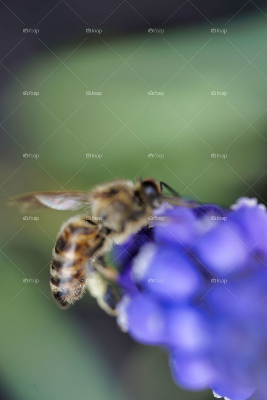 bee