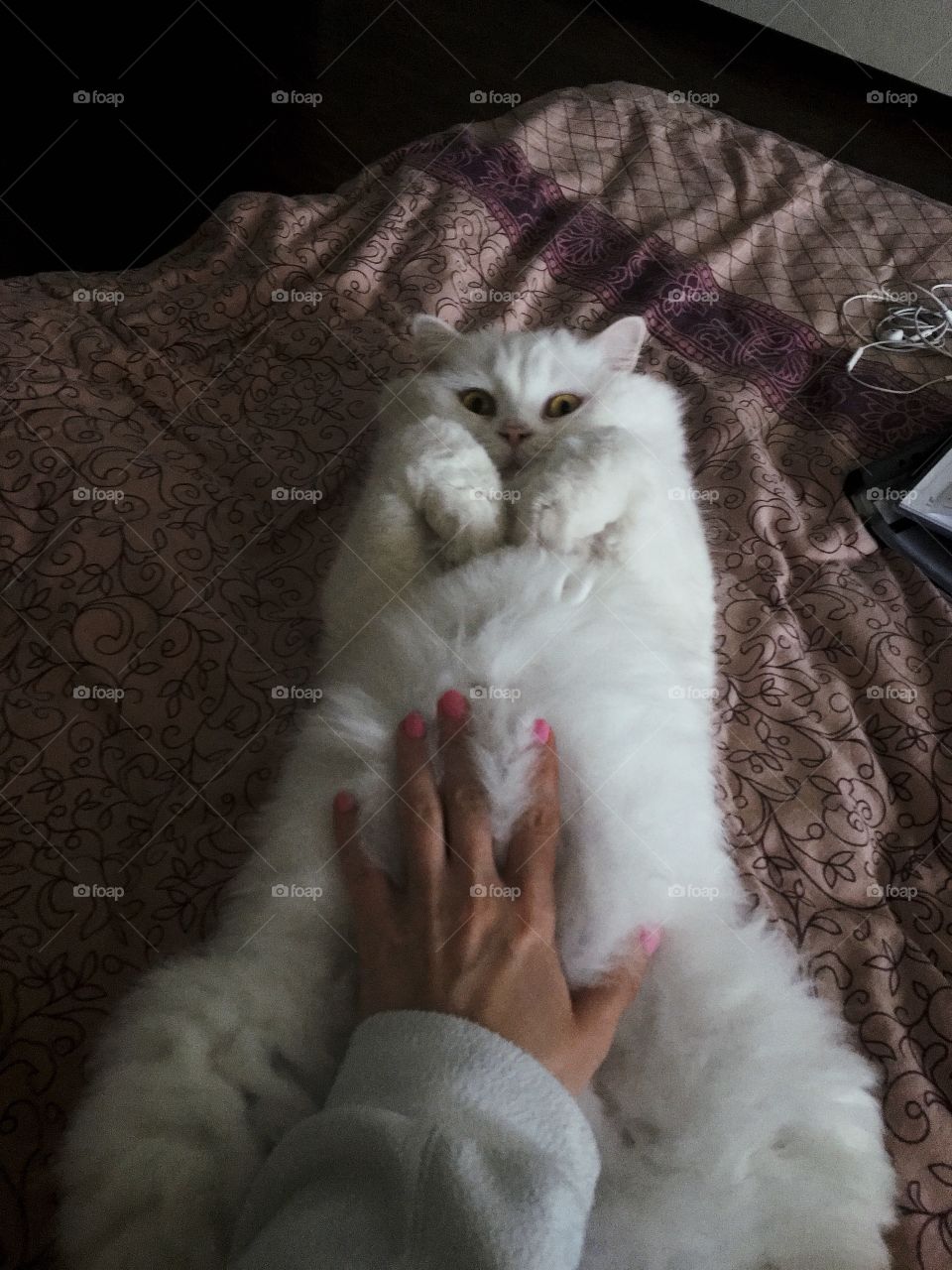 Funny white Scottish highland straight cat lying in the bed on his back 