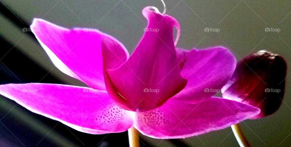 orchids. pink petals.