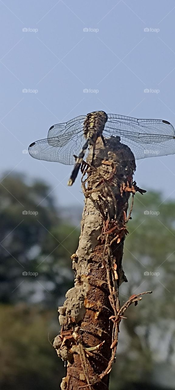 A dragon flies sitting and resting can take flight any time