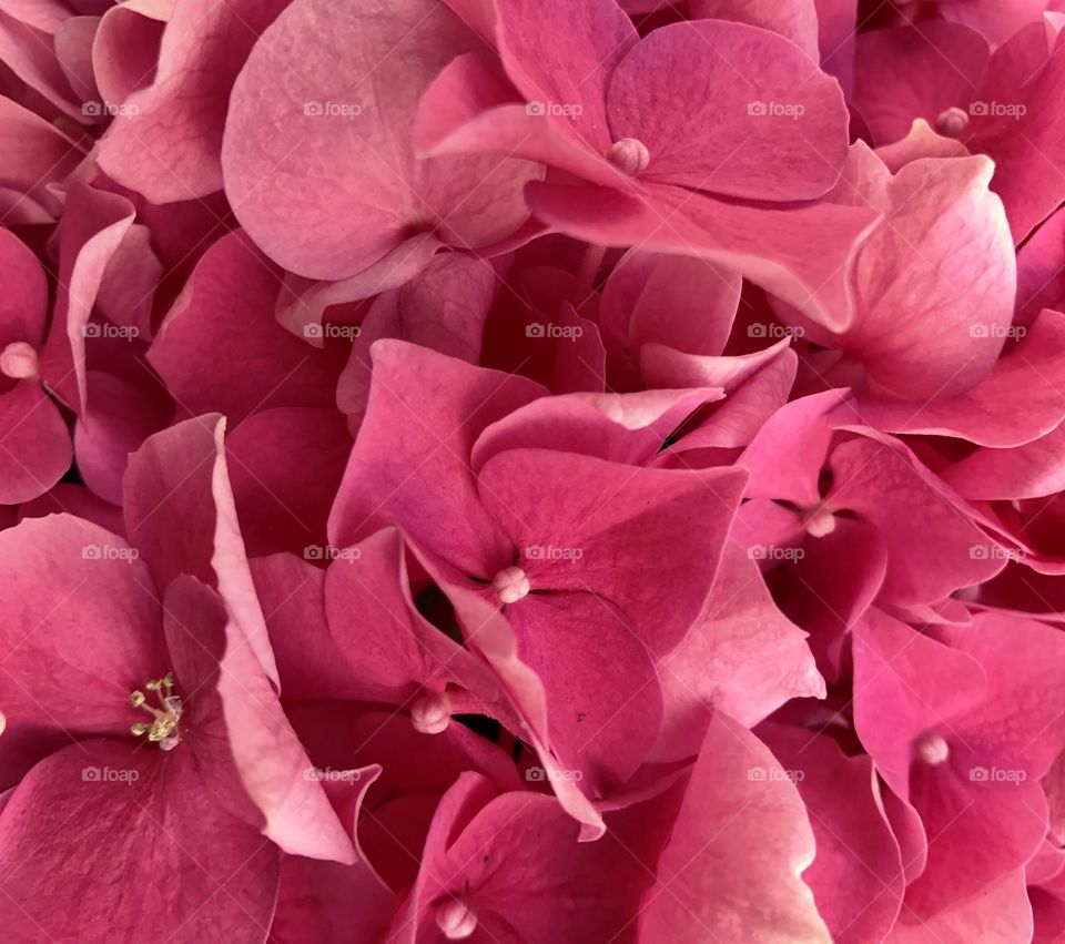 Pink Hydrangea 