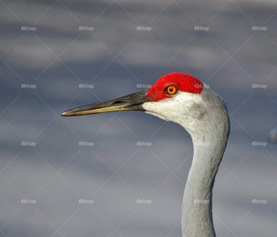 Sandhill crane 