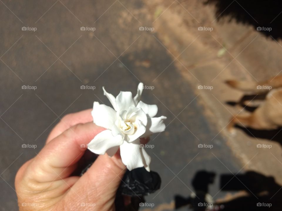 gardenia on my walk