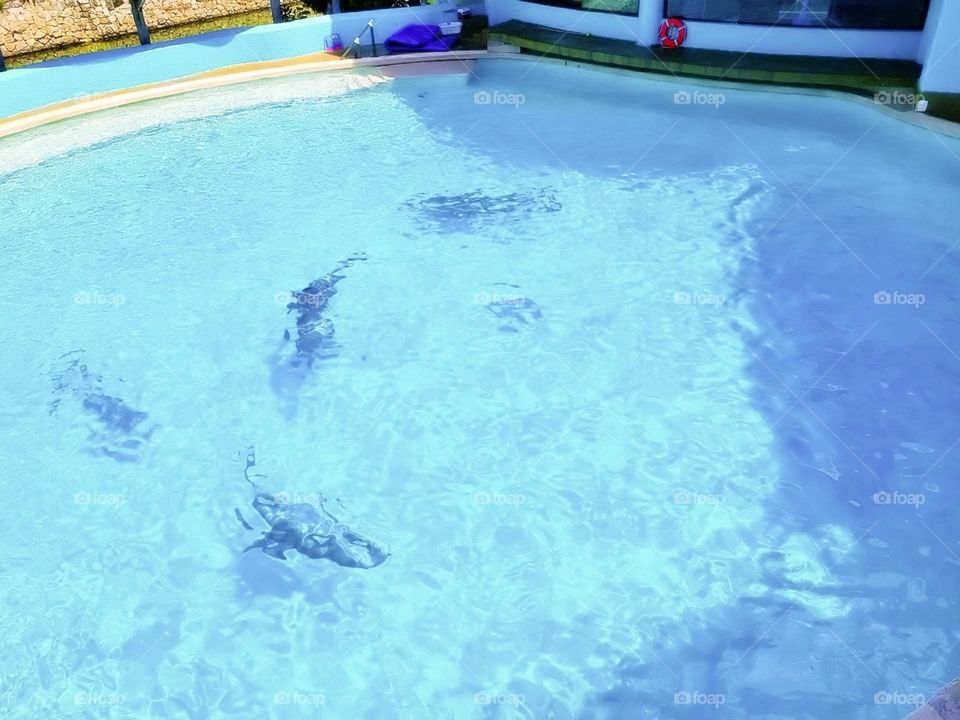 river creature atlantic child activity portrait beach fun coral natural family happy vacation dolphins playful island friendly animals fauna scuba landscape dolphin pod pool paradise travel snorkeling aqua view tourism flipper adventure undersea natu