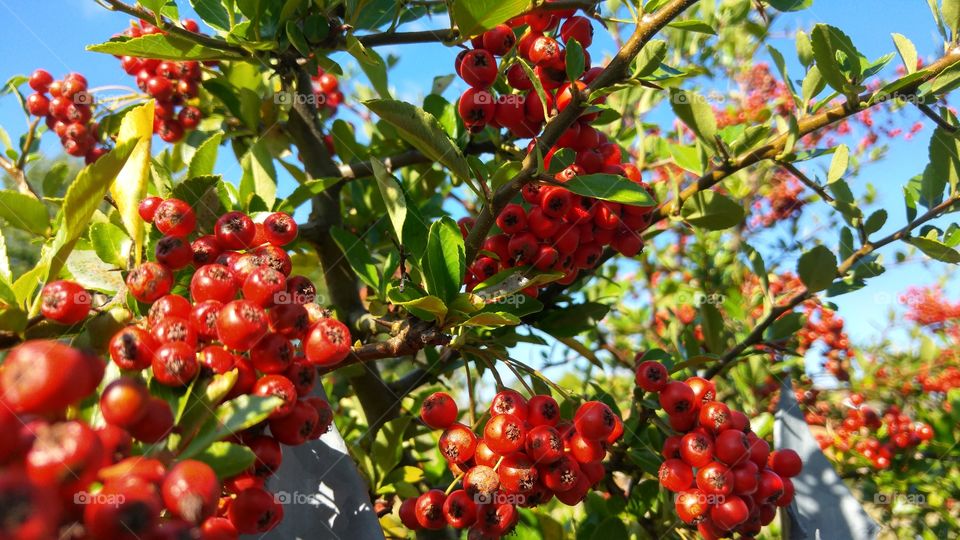 Close-up of red rowan berry