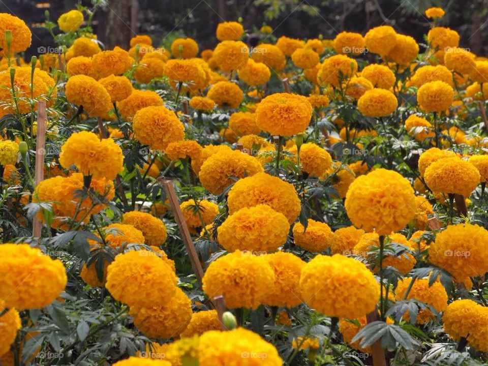 Field of marigold flower