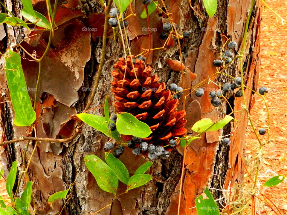 Pine Cone