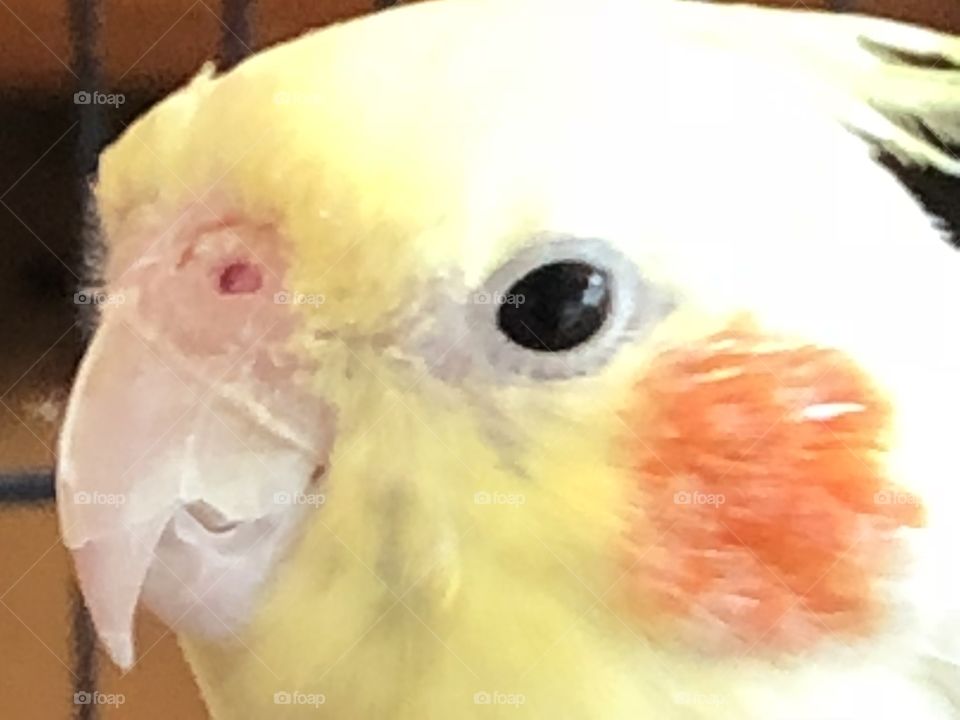 George the bird pet