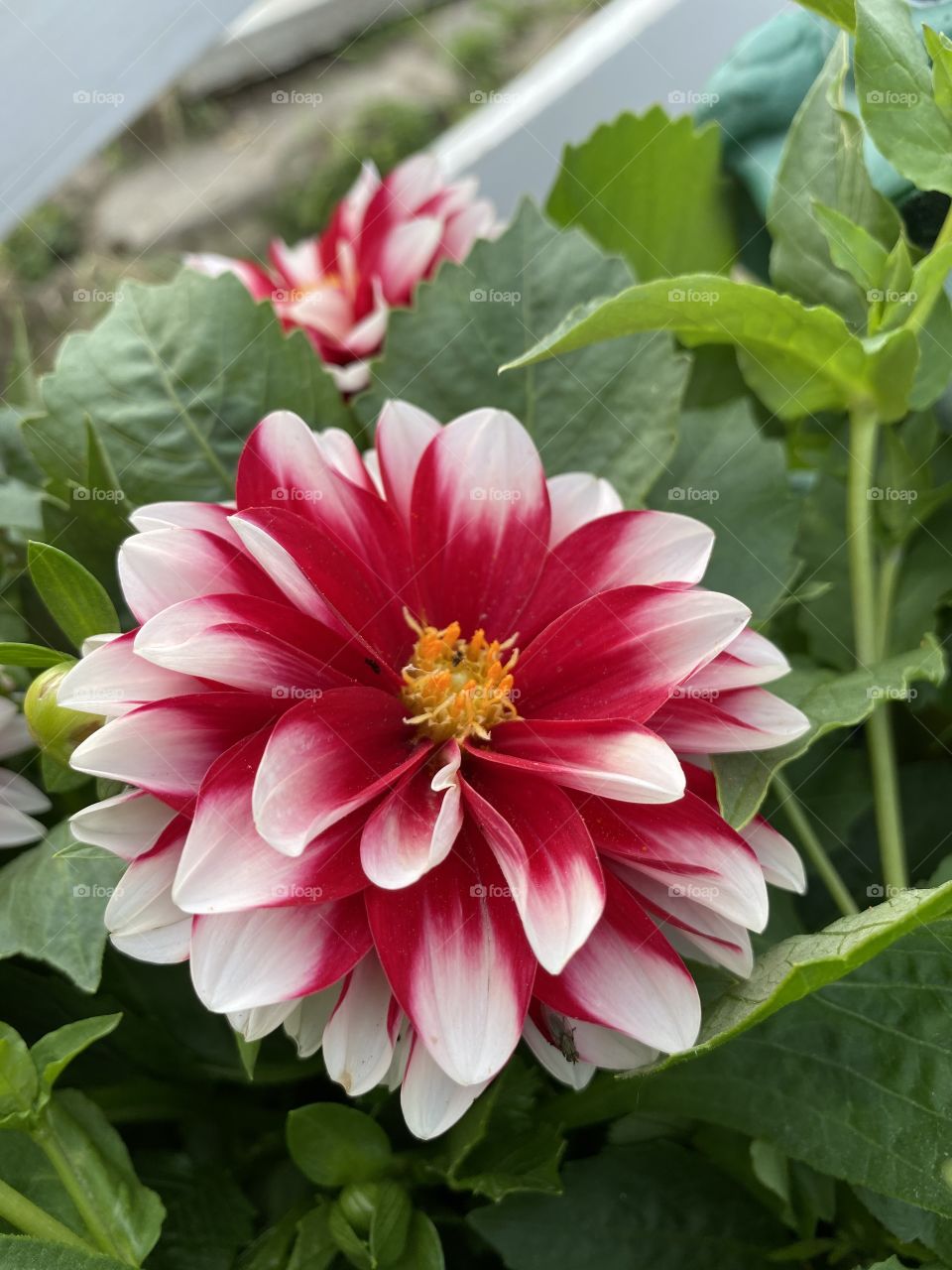 Red flower white tips